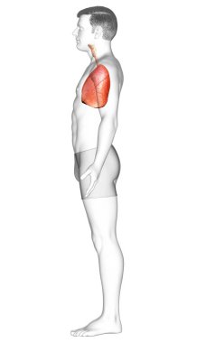 Erkek akciğer anatomisinin 3 boyutlu, tıbben doğru bir örneği.