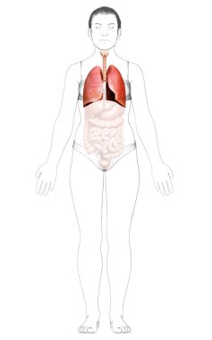 3 boyutlu, tıbbi olarak kadın akciğer anatomisini gösteriyor.