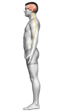 3D, bir erkek beyninin tıbben doğru bir gösterimi.