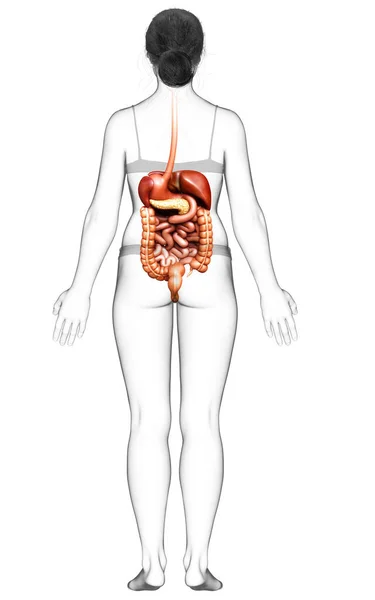 Renderizado Ilustração Medicamente Precisa Sistema Digestivo Feminino — Fotografia de Stock