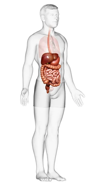 3D对男性消化系统进行了准确的医学描述 — 图库照片