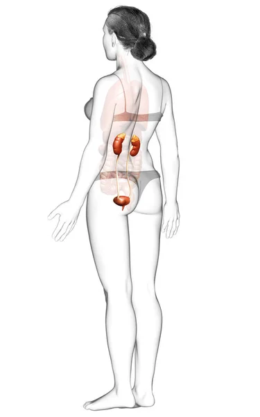 Renderizado Ilustración Médicamente Precisa Los Riñones Femeninos — Foto de Stock