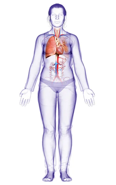 Boyutlu Tıbbi Olarak Kadın Akciğer Anatomisini Gösteriyor — Stok fotoğraf