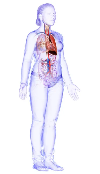 Weergegeven Medisch Nauwkeurige Illustratie Van Een Vrouwelijke Long Anatomie — Stockfoto