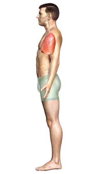3Dレンダリング 男性の肺の解剖学の医学的に正確なイラスト — ストック写真
