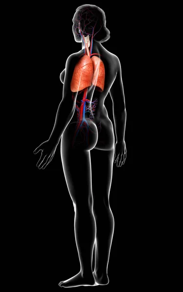 Reso Illustrazione Clinicamente Accurata Anatomia Polmonare Femminile — Foto Stock