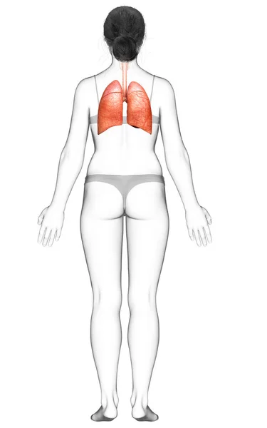 Gerenderte Medizinisch Korrekte Darstellung Einer Weiblichen Lungenanatomie — Stockfoto