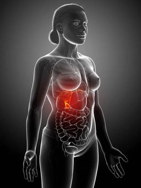 3Dは 女性の臓器胆嚢解剖学の医学的に正確なイラストをレンダリング — ストック写真