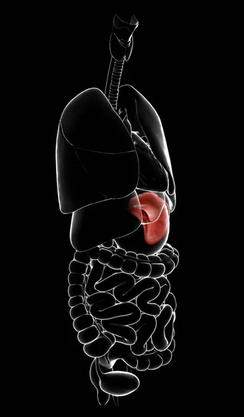 Renderizado Ilustração Medicamente Precisa Anatomia Hepática — Fotografia de Stock