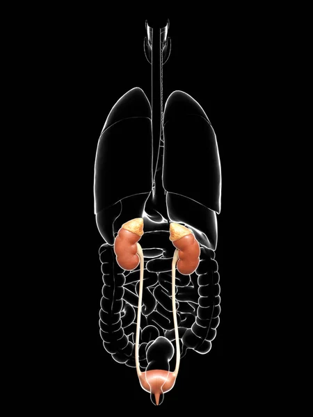 Rendered Medically Accurate Illustration Kidneys Urinary System — Stock Photo, Image