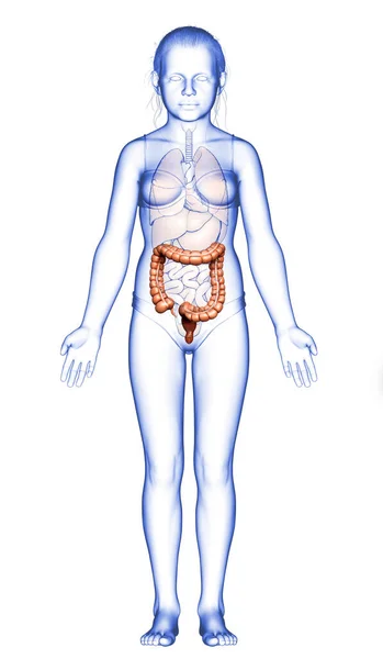 Renderizado Ilustración Médicamente Precisa Anatomía Del Intestino Grueso Chica —  Fotos de Stock