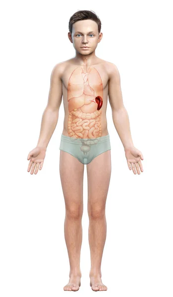 3Dレンダリング 若い男の子の医学的に正確なイラスト Spleen An原子 — ストック写真