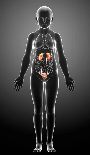 Renderizado Medicamente Preciso Ilustração Jovem Menina Rins Anatom — Fotografia de Stock