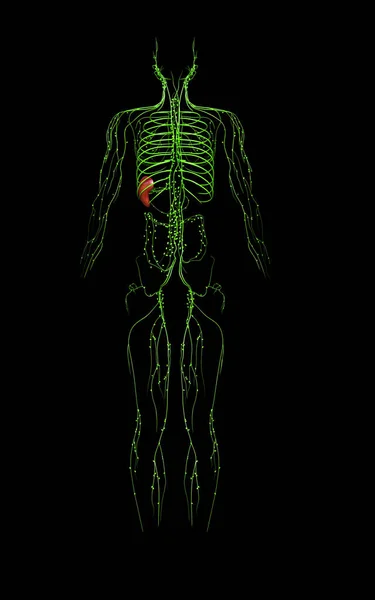 Vykreslené Lékařsky Přesné Ilustrace Lymfatického Systému — Stock fotografie