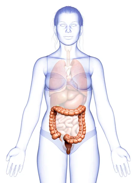 Rendered Medically Accurate Illustration Female Large Intestine Anatomy — Stock Photo, Image