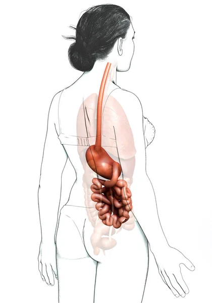 Renderizado Ilustração Medicamente Precisa Estômago Feminino Intestino Delgado — Fotografia de Stock