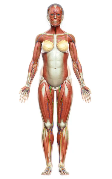 Rendered Medically Accurate Illustration Female Muscle System — Stock Photo, Image