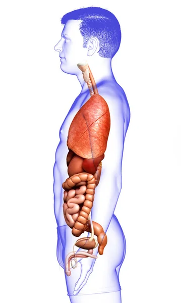 Gerenderte Medizinisch Korrekte Darstellung Männlicher Interner Organe — Stockfoto