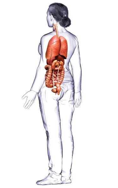 Renderizado Ilustración Médicamente Precisa Órganos Internos Femeninos — Foto de Stock