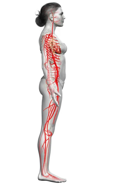 Rendered Medically Accurate Illustration Female Arteries — Stock Photo, Image