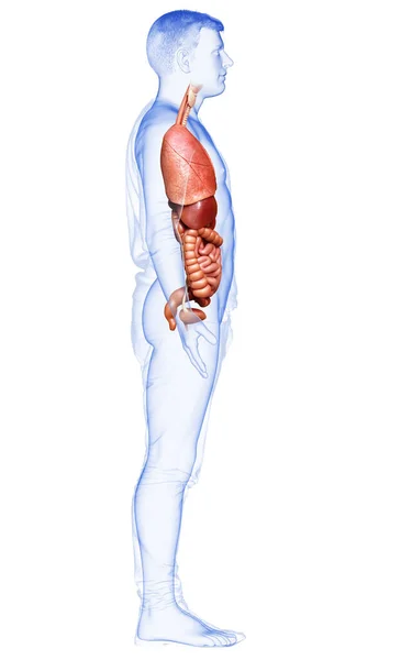 Provedená Lékařsky Přesná Ilustrace Mužských Vnitřních Orgánů — Stock fotografie