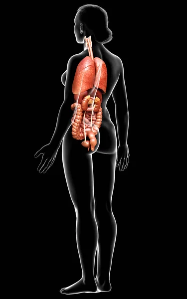 Оказана Медицинская Точная Иллюстрация Женских Внутренних Органов — стоковое фото