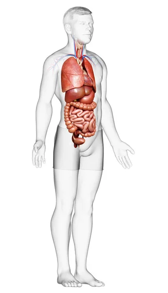 의학적으로 기관을 정확하게 묘사하였다 — 스톡 사진