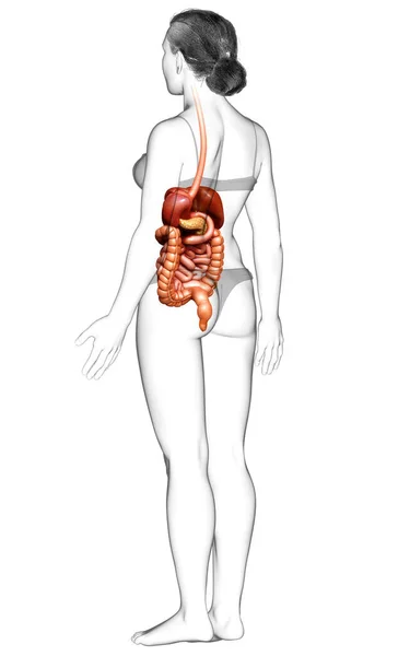 Reso Illustrazione Clinicamente Accurata Del Sistema Digestivo Femminile — Foto Stock