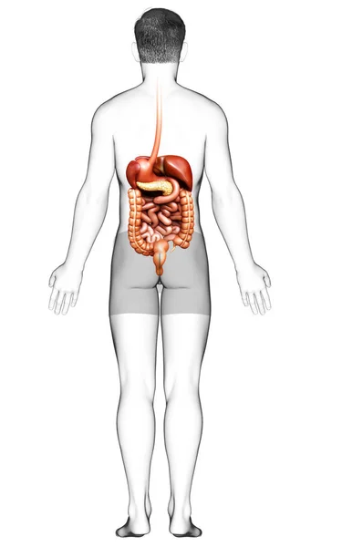 Ilustrație Corectă Din Punct Vedere Medical Masculului Digestive Syste — Fotografie, imagine de stoc