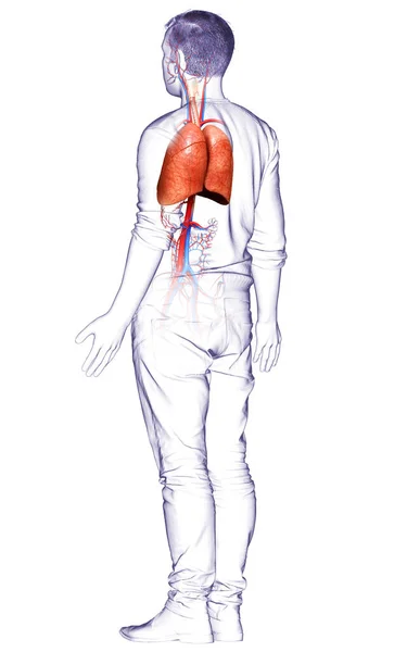 Weergegeven Medisch Nauwkeurige Illustratie Van Een Mannelijke Long Anatomie — Stockfoto