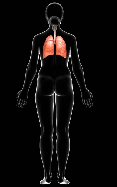 Rendered Medically Accurate Illustration Female Lung Anatomy — Stock Photo, Image