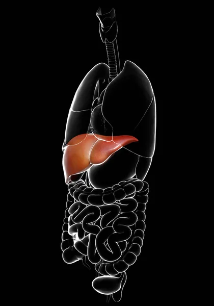 Renderizado Ilustração Medicamente Precisa Anatomia Hepática — Fotografia de Stock