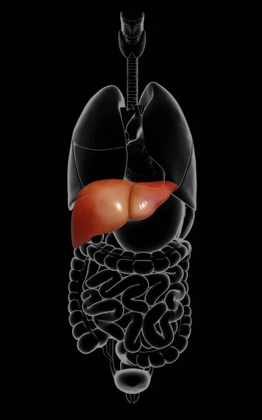 Renderizado Ilustración Médicamente Precisa Anatomía Hepática — Foto de Stock