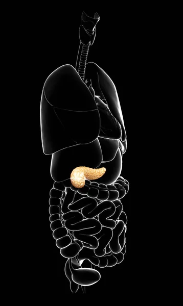 Renderad Medicinskt Korrekt Illustration Bukspottkörteln — Stockfoto