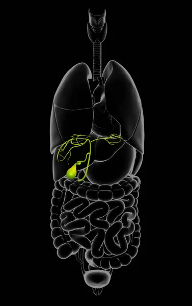 Оказана Медицинская Точная Иллюстрация Анатомии Желчного Пузыря Органов — стоковое фото