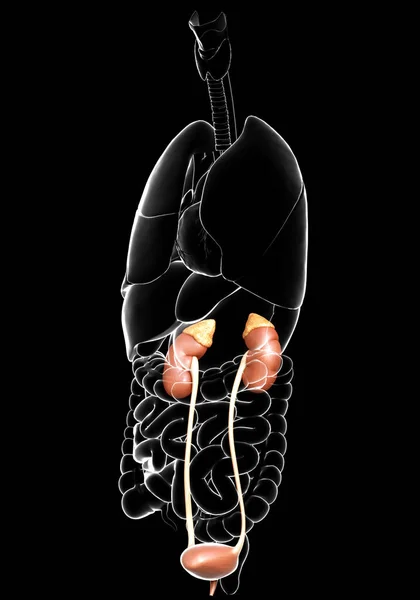 Rendered Medically Accurate Illustration Kidneys Urinary System — Stock Photo, Image