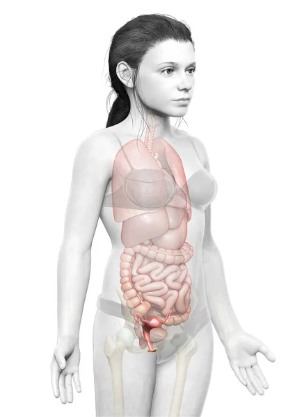 Renderizado Ilustración Médicamente Precisa Anatomía Del Útero Niña — Foto de Stock