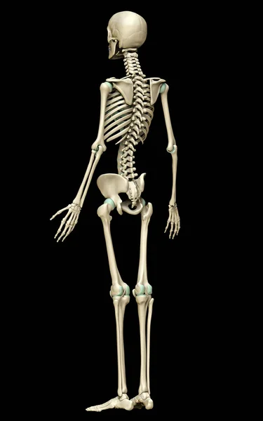 Rendered Medically Accurate Illustration Skeleton System — Stock Photo, Image