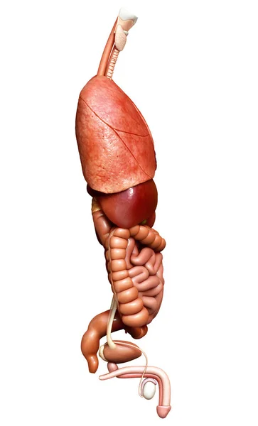 Rendered Medically Accurate Illustration Internal Organs — Stock Photo, Image