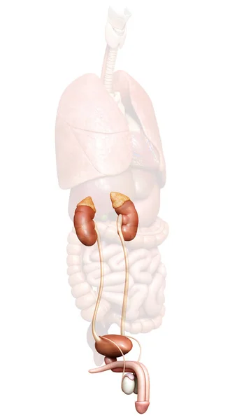 3Dレンダリング 腎臓や尿路系の医学的に正確なイラスト — ストック写真