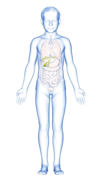 Lékařsky Přesné Ilustrace Mladého Chlapce Varhany Žlučník Anatomie — Stock fotografie