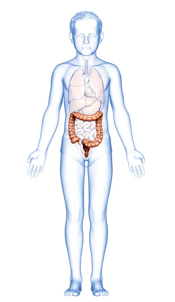 Kiolvasztott Orvosilag Pontos Illusztrációja Fiú Vastagbél Anatómia — Stock Fotó