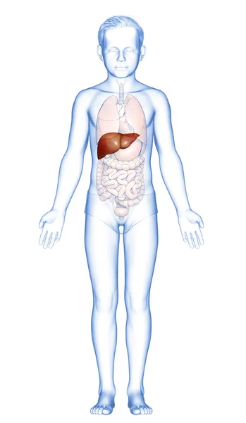 Renderizado Medicamente Preciso Ilustração Menino Jovem Anatomia Hepática — Fotografia de Stock