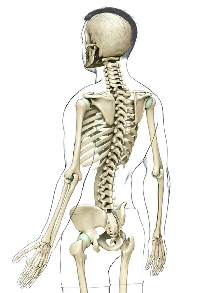 Rendered Medically Accurate Illustration Male Skeleton System — Stock Photo, Image