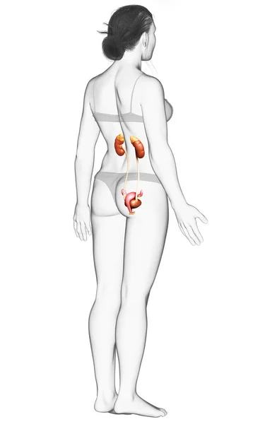 Renderizado Ilustración Médicamente Precisa Los Riñones Femeninos —  Fotos de Stock