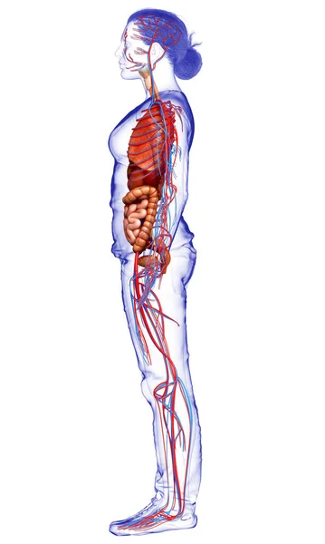 Renderowane Medycznie Dokładne Zilustrowanie Żeńskich Narządów Wewnętrznych Układu Krążenia — Zdjęcie stockowe