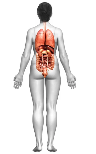 Gerenderte Medizinisch Korrekte Darstellung Weiblicher Interner Organe — Stockfoto