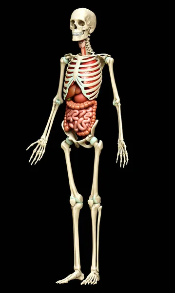Rendu Illustration Médicalement Précise Des Organes Internes Féminins Système Squelettique — Photo
