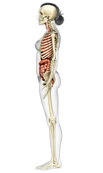 Kadın Organlarının Iskelet Sisteminin Tıbben Doğru Bir Gösterimi — Stok fotoğraf