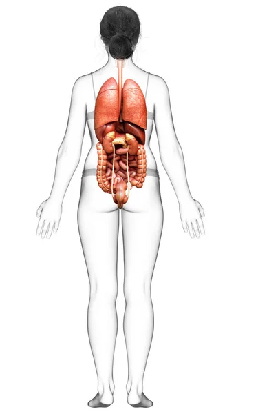 Renderizado Ilustración Médicamente Precisa Órganos Internos Femeninos —  Fotos de Stock